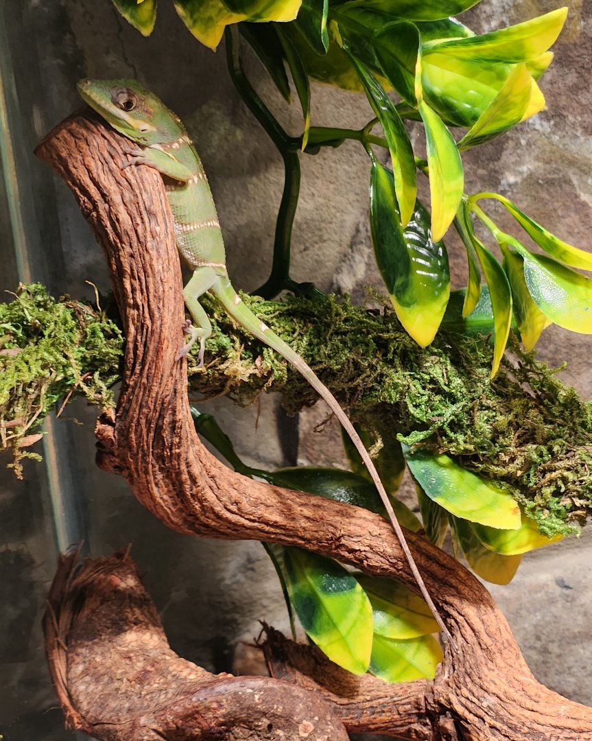 Alabama Wildlife Center - Anolis equestris
