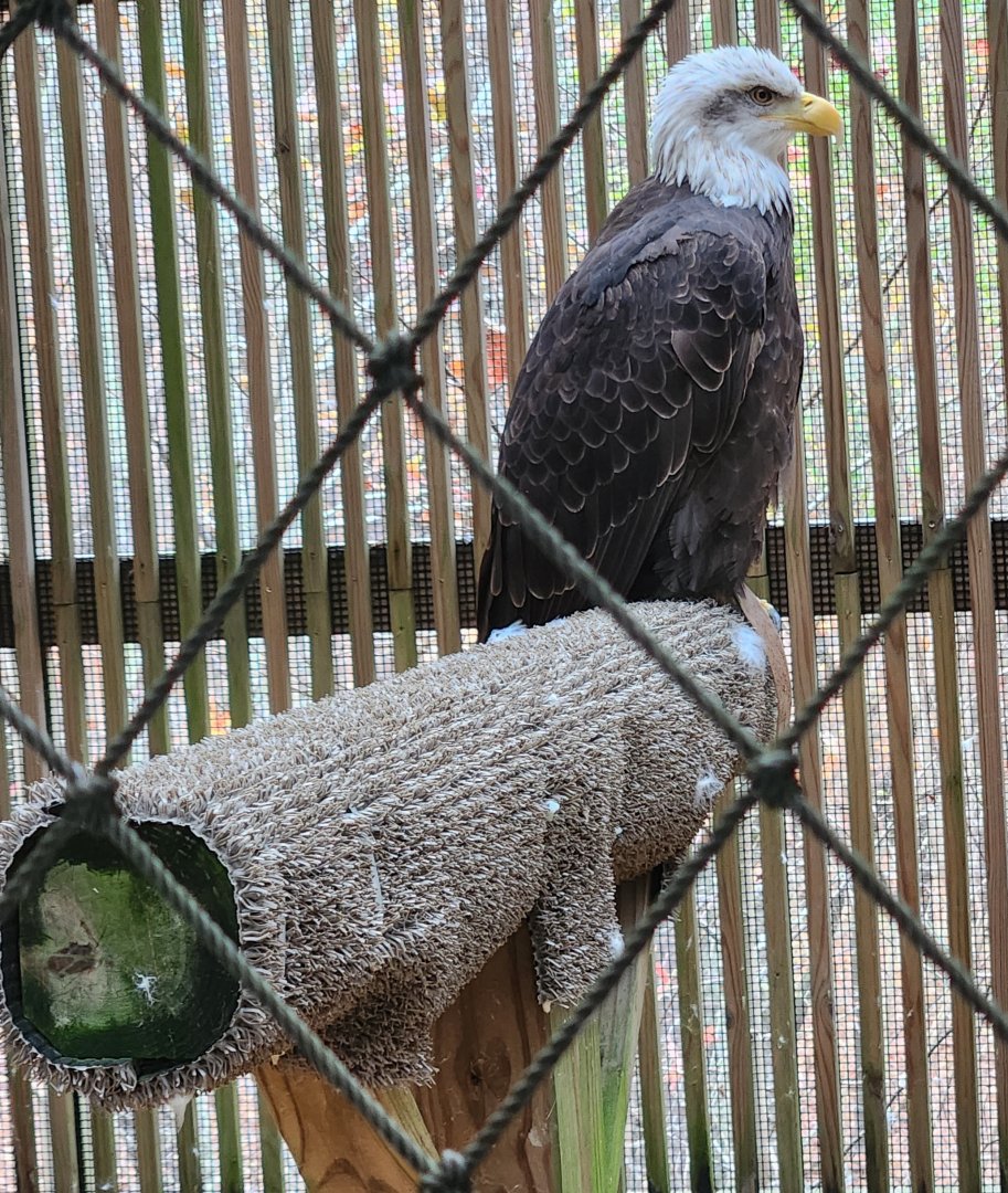 Alabama Wildlife Center - Bald Eagle (Shelby)