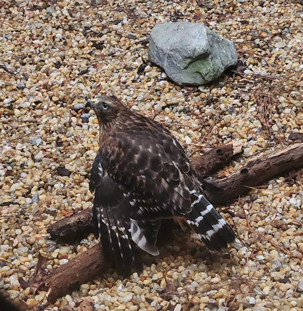 Alabama Wildlife Center - Broad-winged Hawk (I think)