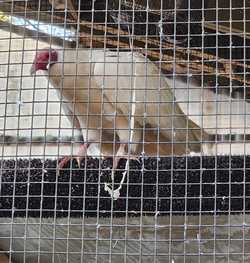 Alabama Wildlife Center - Leucistic Turkey Vulture