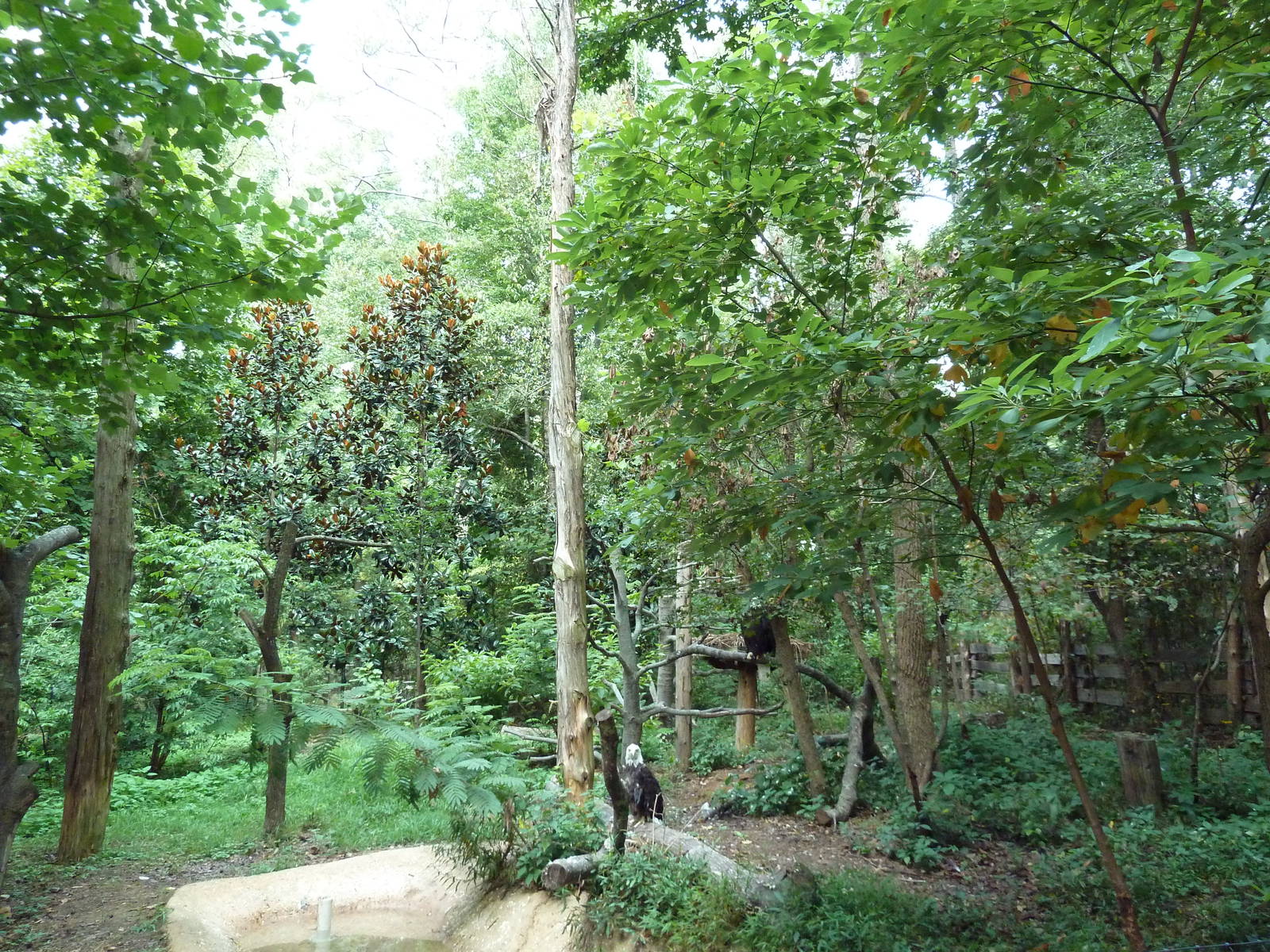 Alabama Wilds - Bald Eagle Exhibit