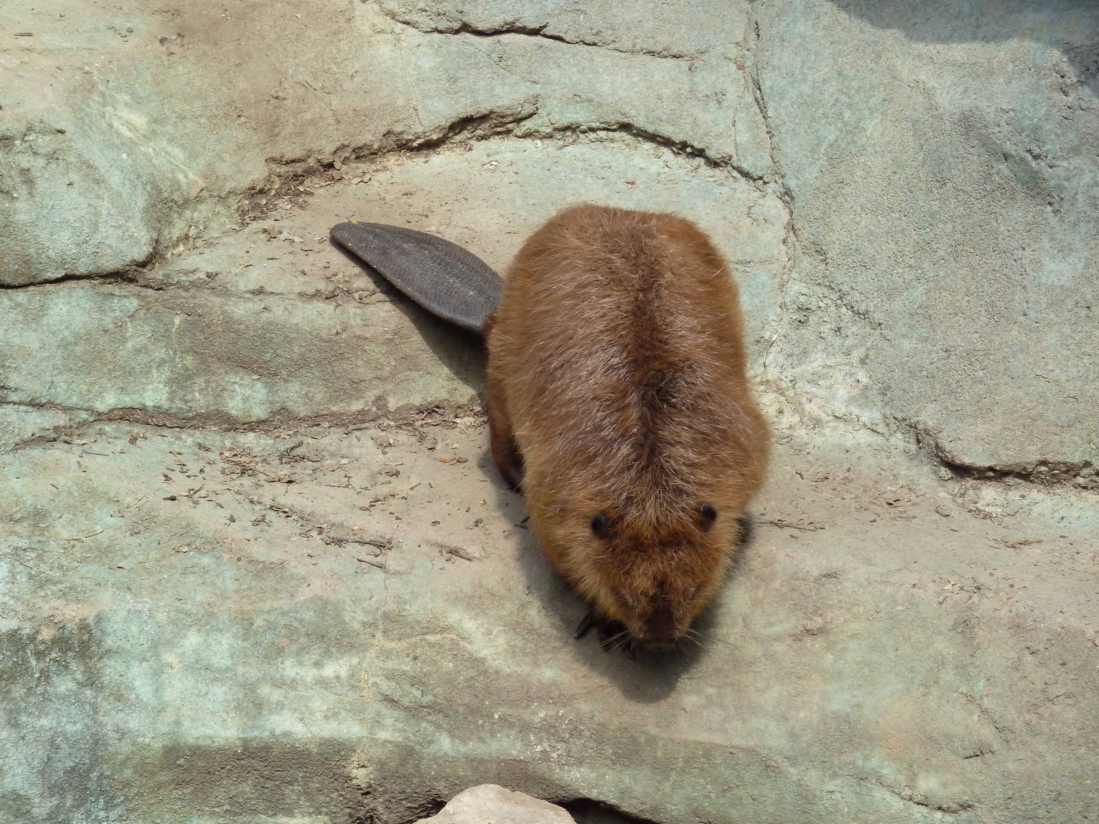 Alabama Wilds - Beaver