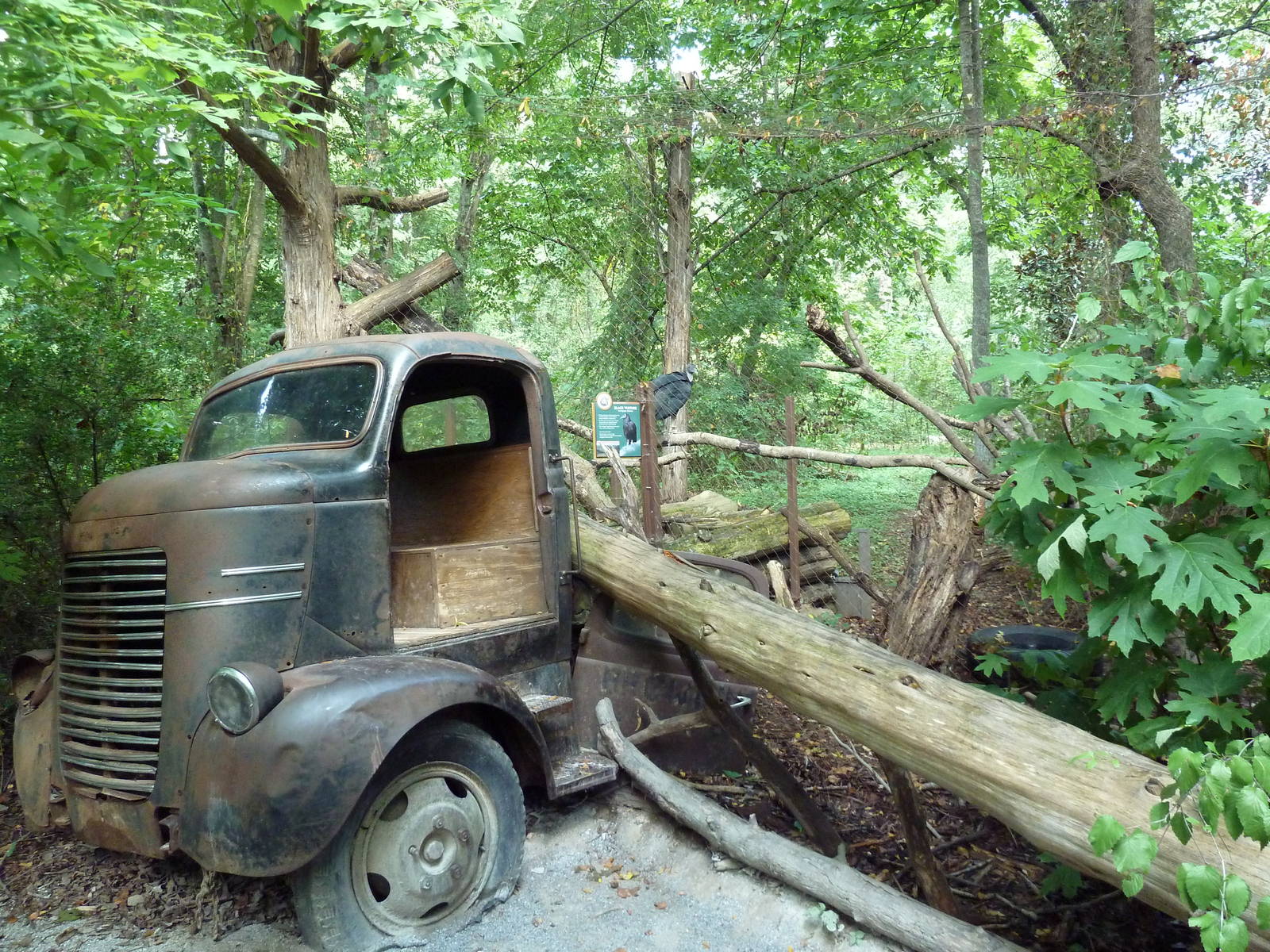 Alabama Wilds - Black Vulture Exhibit