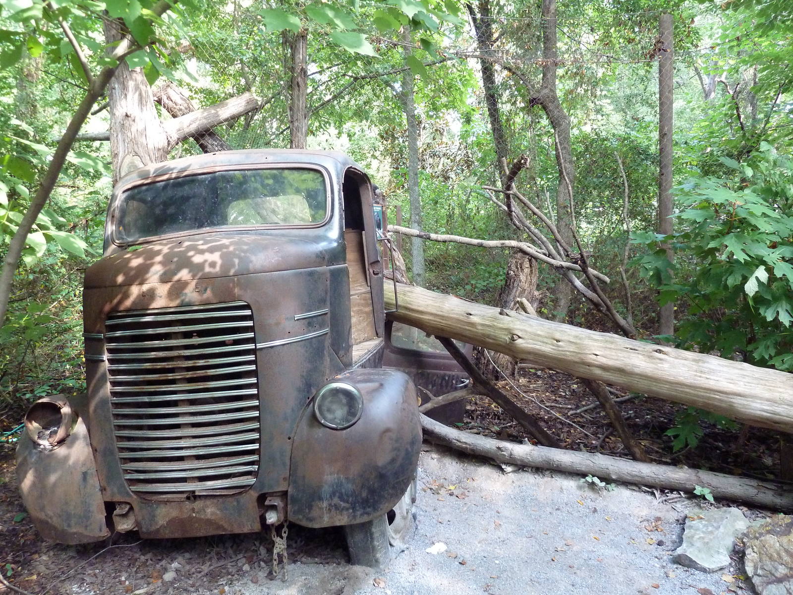 Alabama Wilds - Black Vulture Exhibit