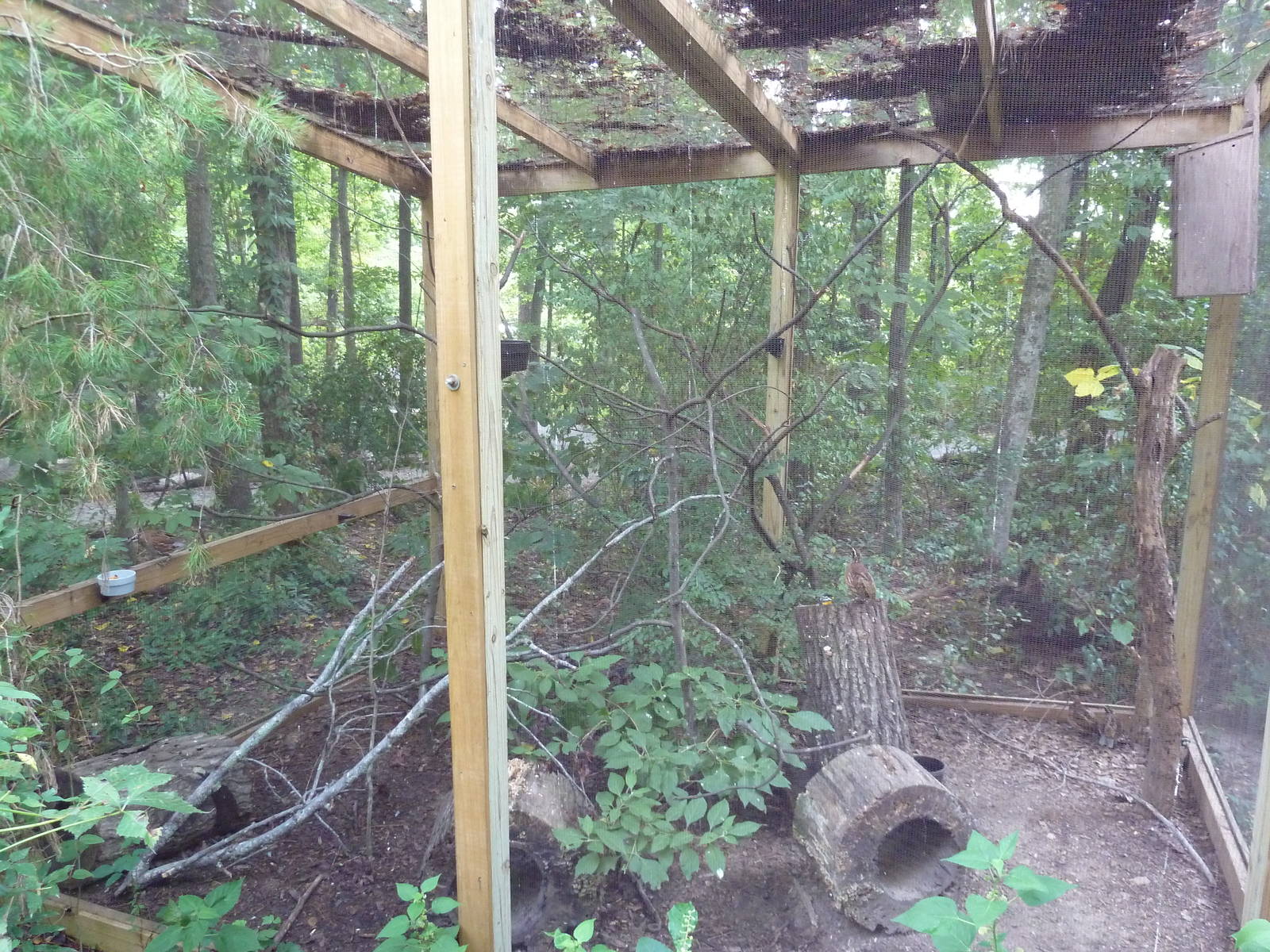 Alabama Wilds - Bobtail Quail Exhibit