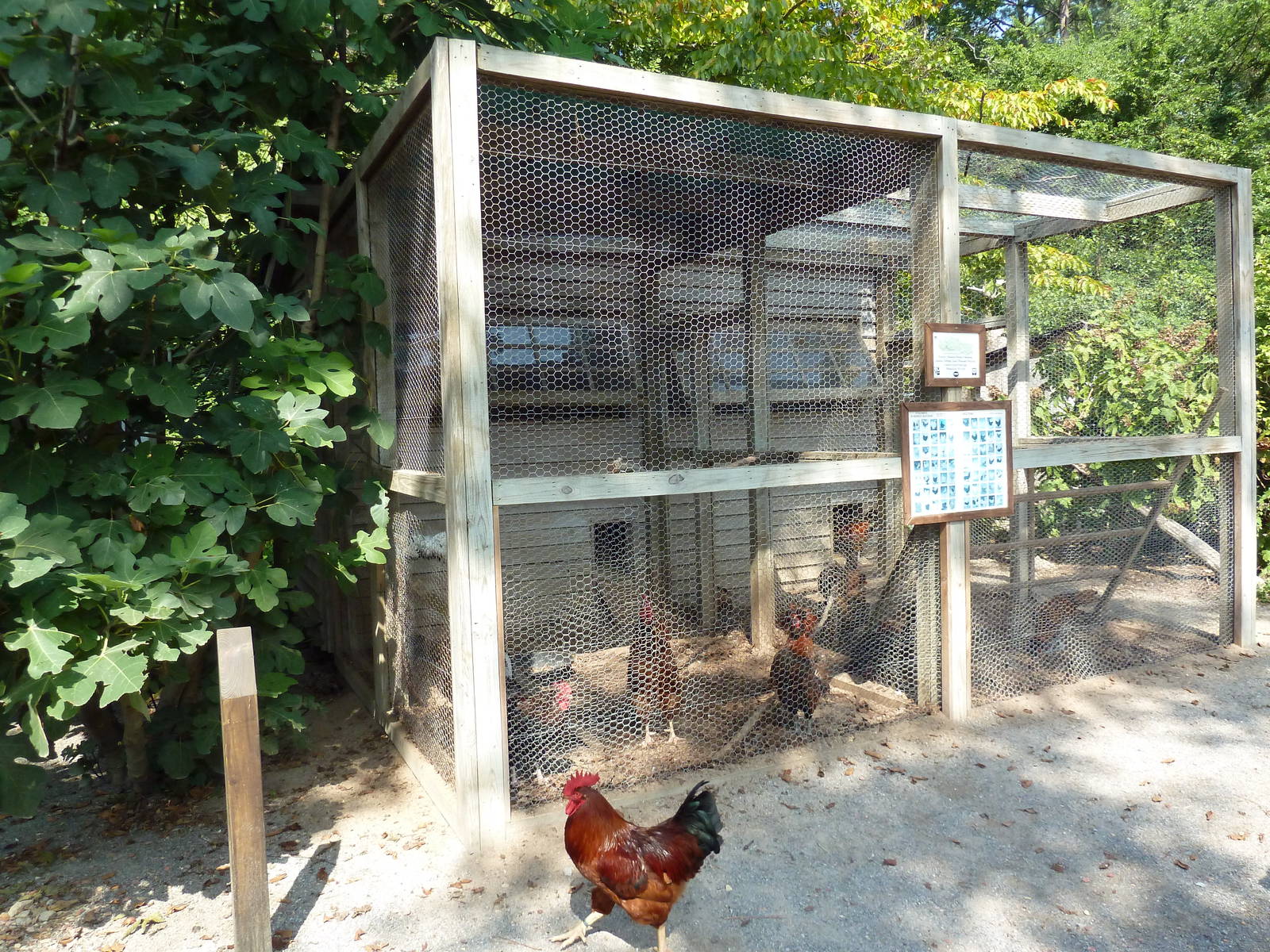 Alabama Wilds - Chicken Coop