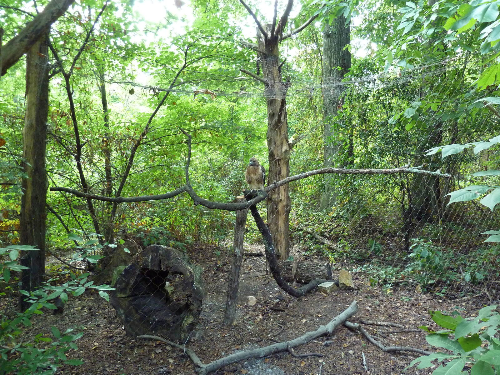 Alabama Wilds - Red-Tailed Hawk Exhibit