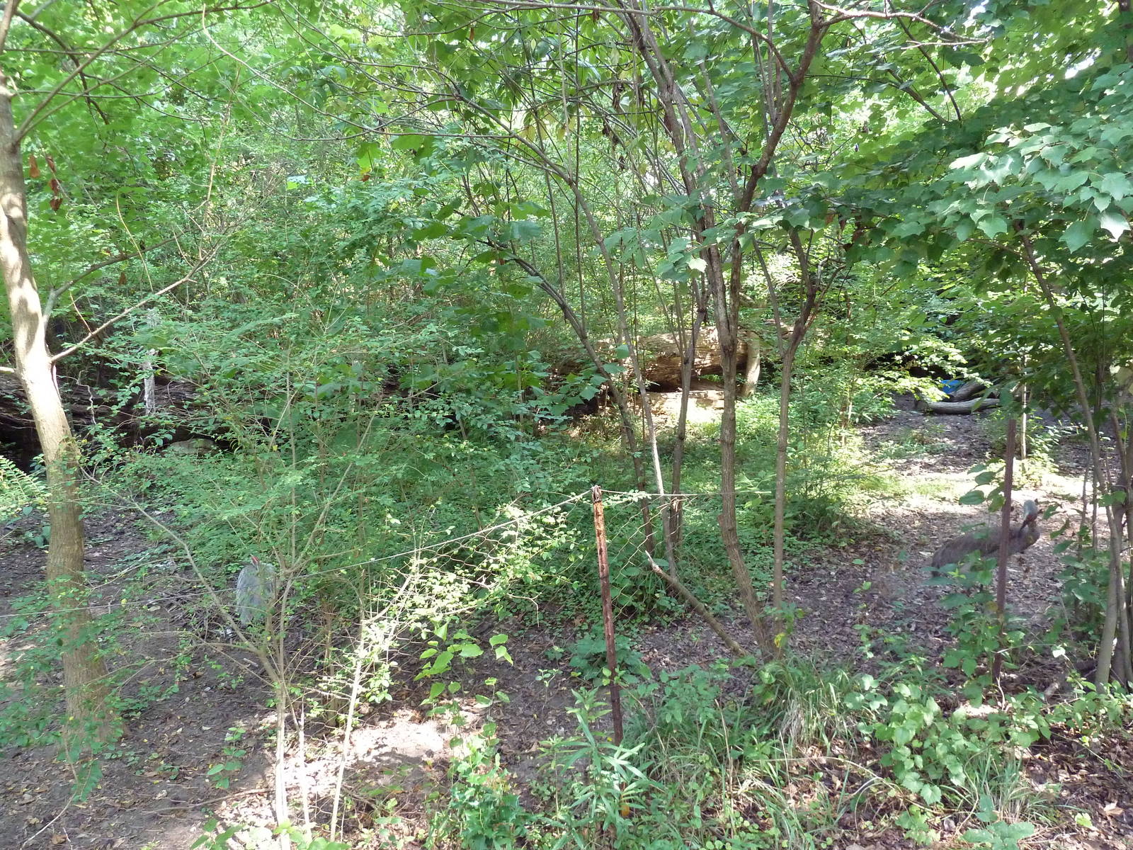 Alabama Wilds - Sandhill Crane Exhibit