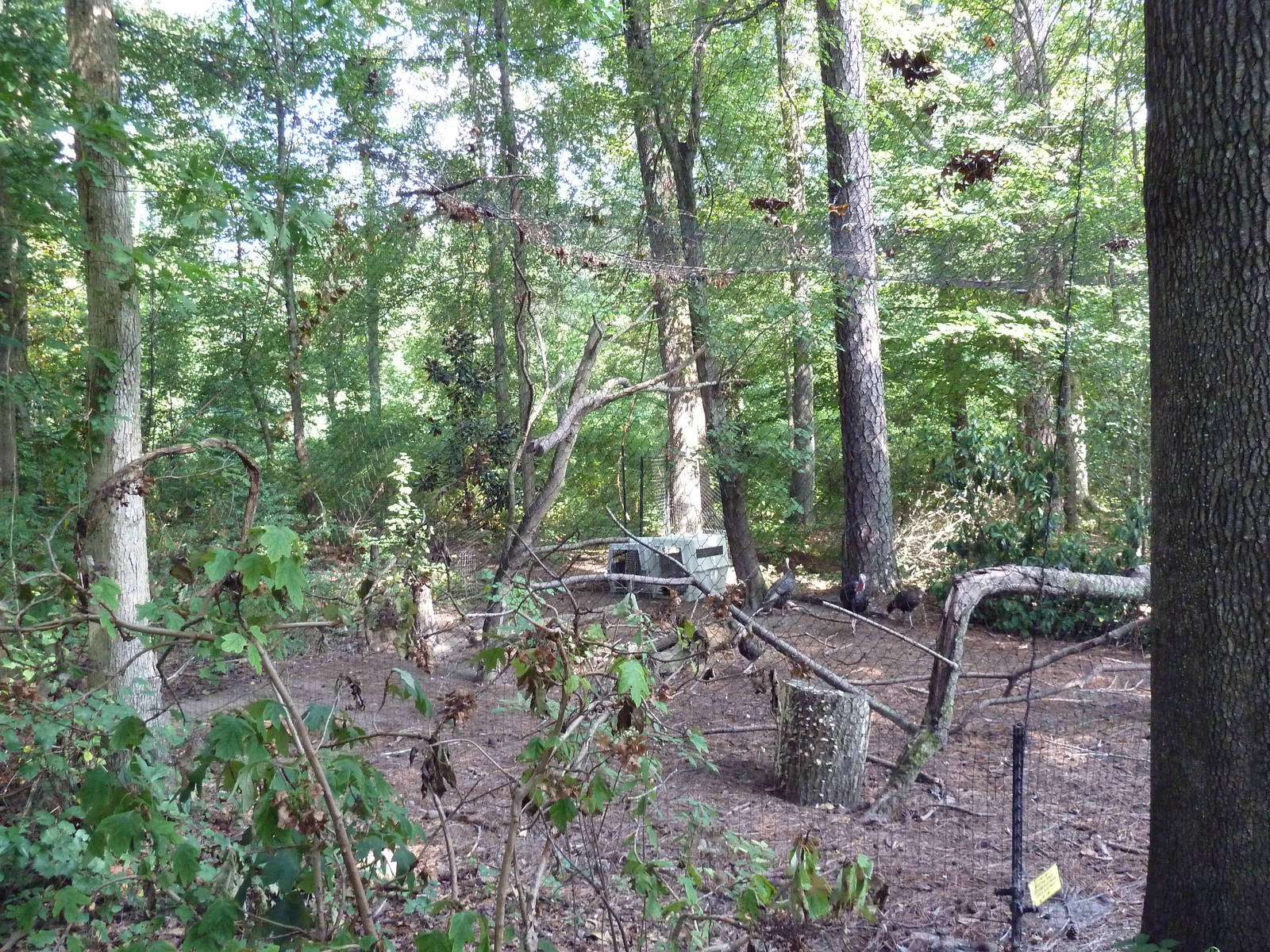 Alabama Wilds - Wild Turkey Exhibit