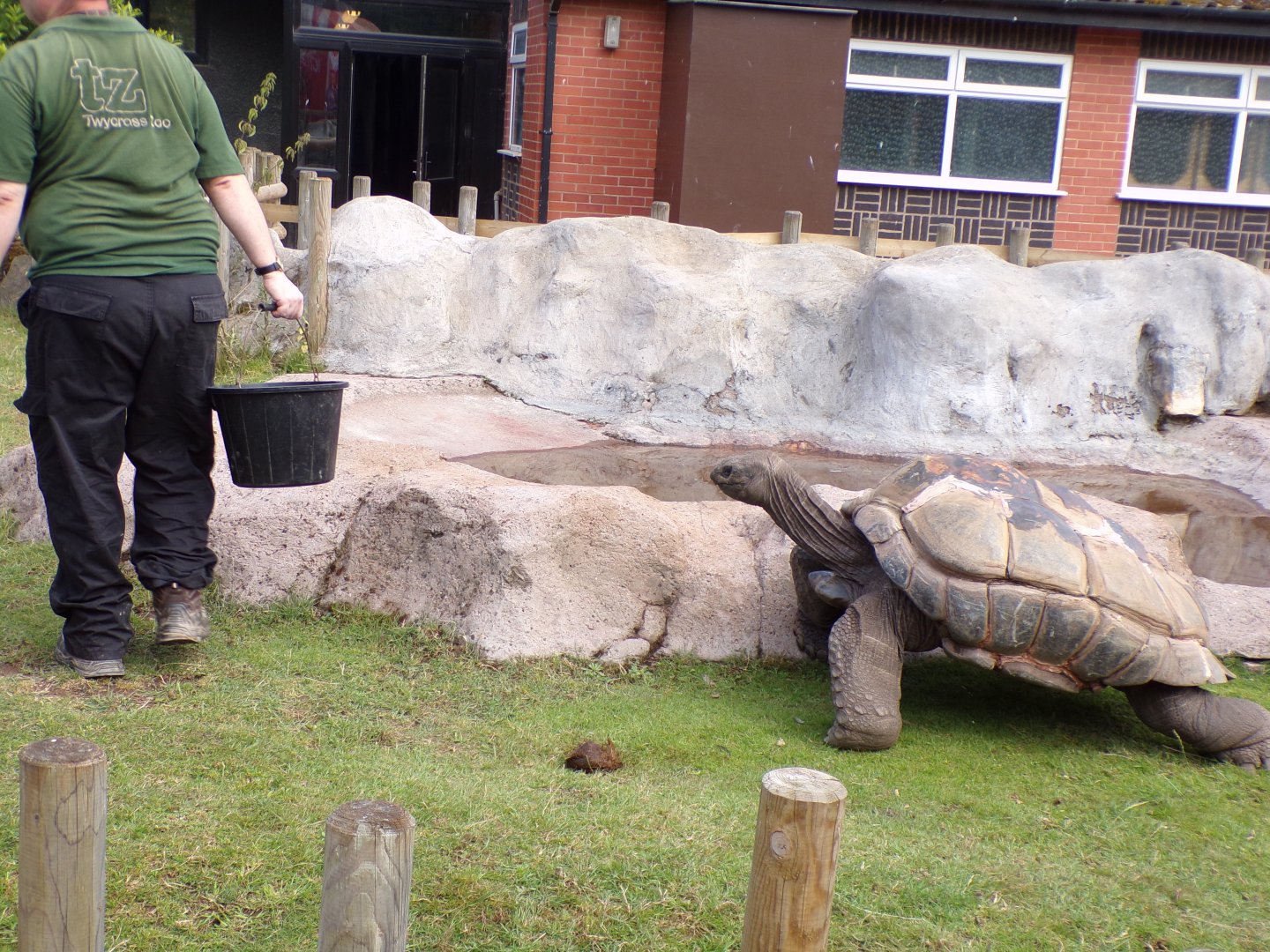 Aladbra tortoise with keeper 7.7.24