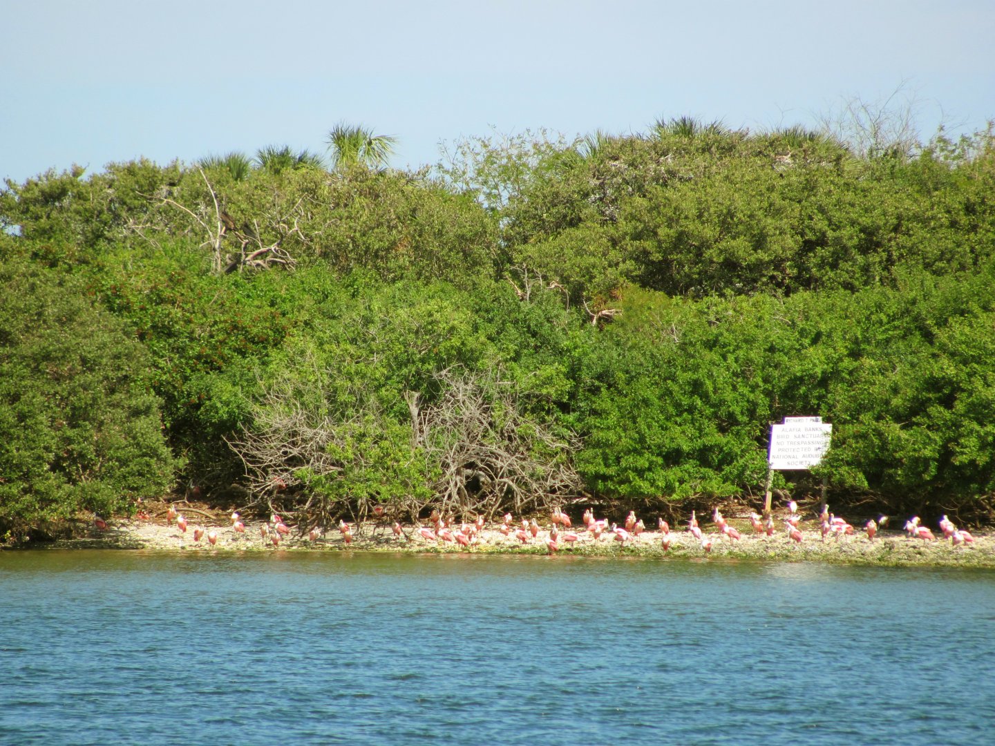 Alafia Banks Bird Sanctuary Roseate Spoonbills