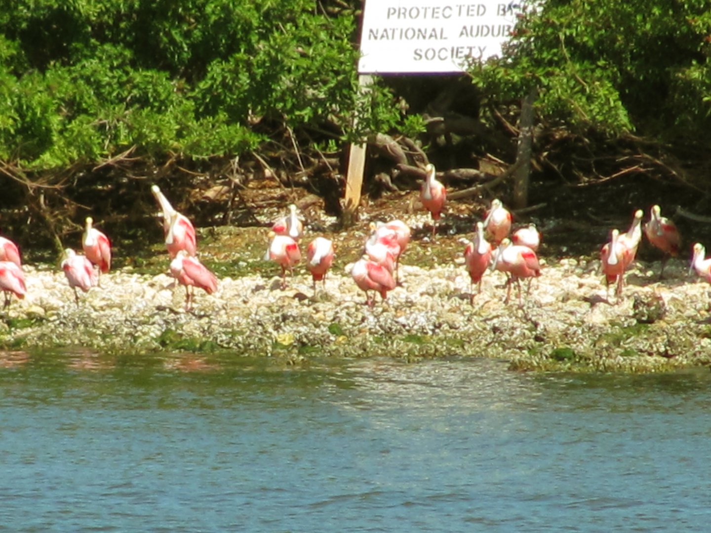 Alafia Banks Roseate Spoonbills Closeup