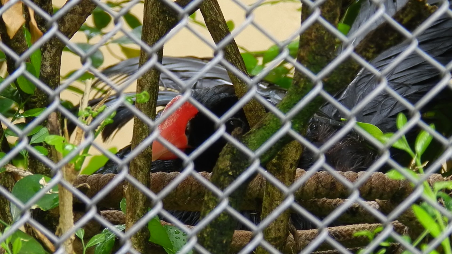 Alagoas curassow - Belo Horizonte zoo