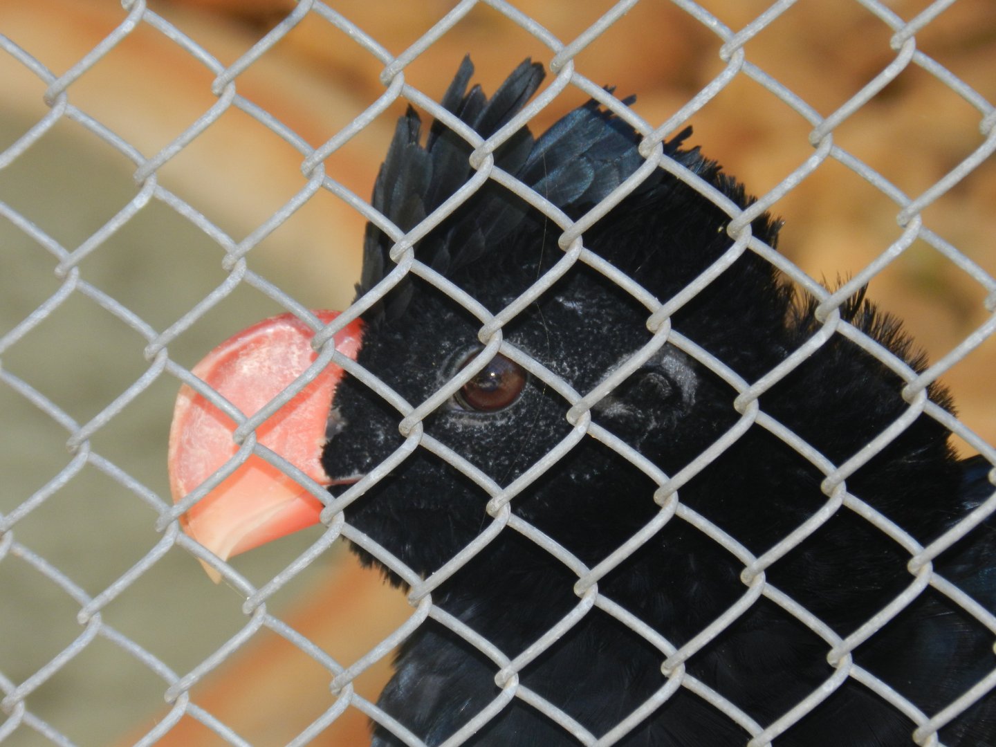 Alagoas curassow - Belo horizonte zoo
