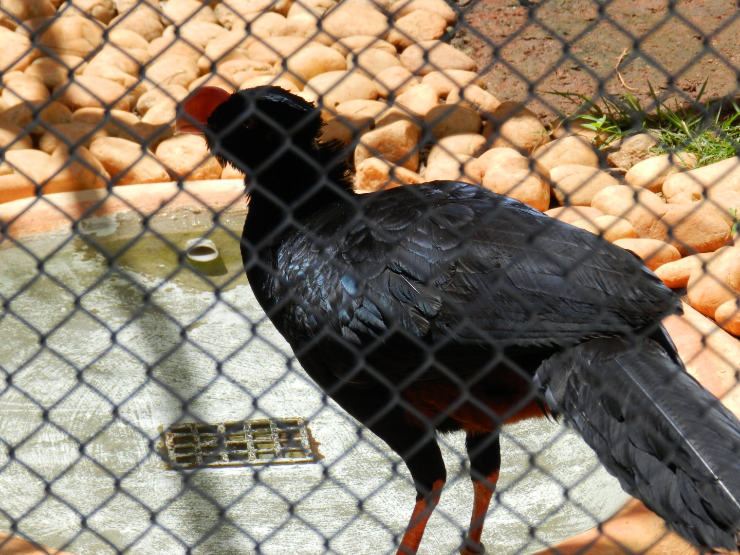 Alagoas curassow - Belo Horizonte zoo
