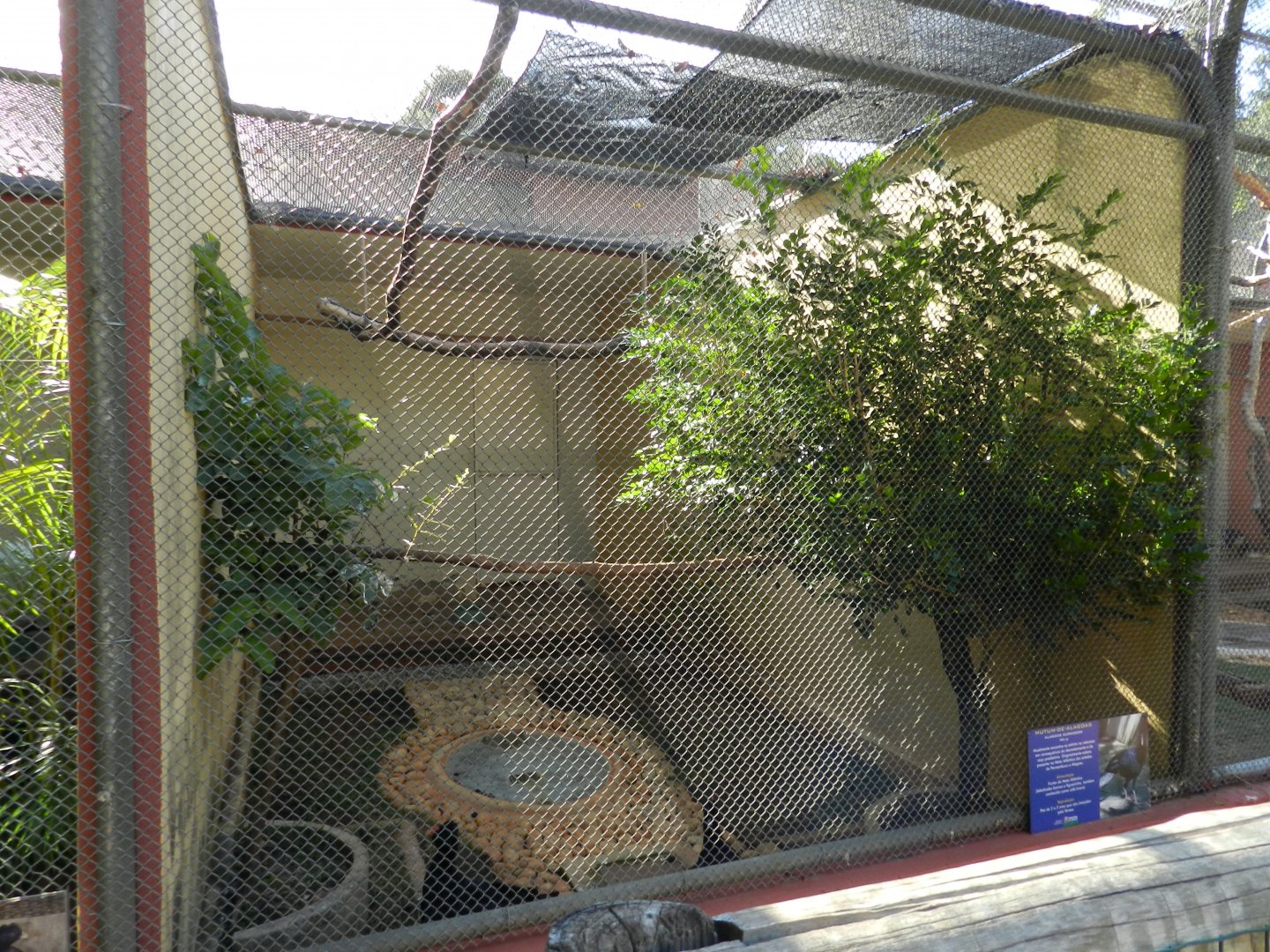 Alagoas curassow exhibit - Belo Horizonte zoo