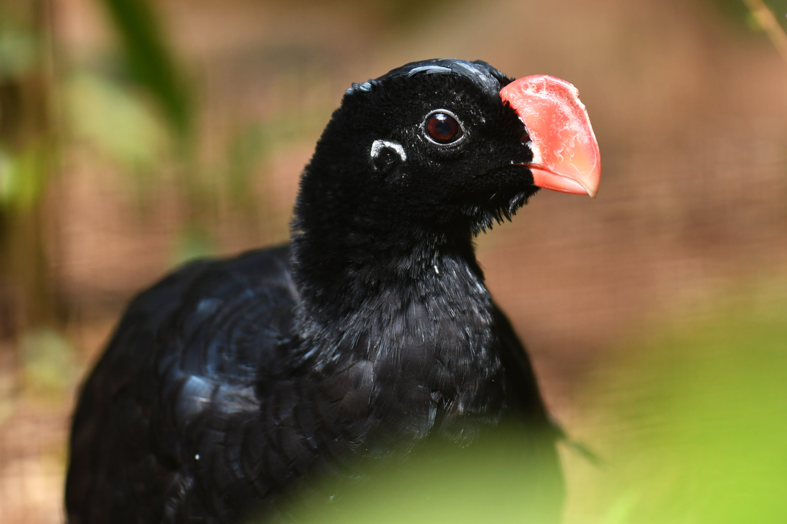 "Alagoas" Curassow Mitu mitu