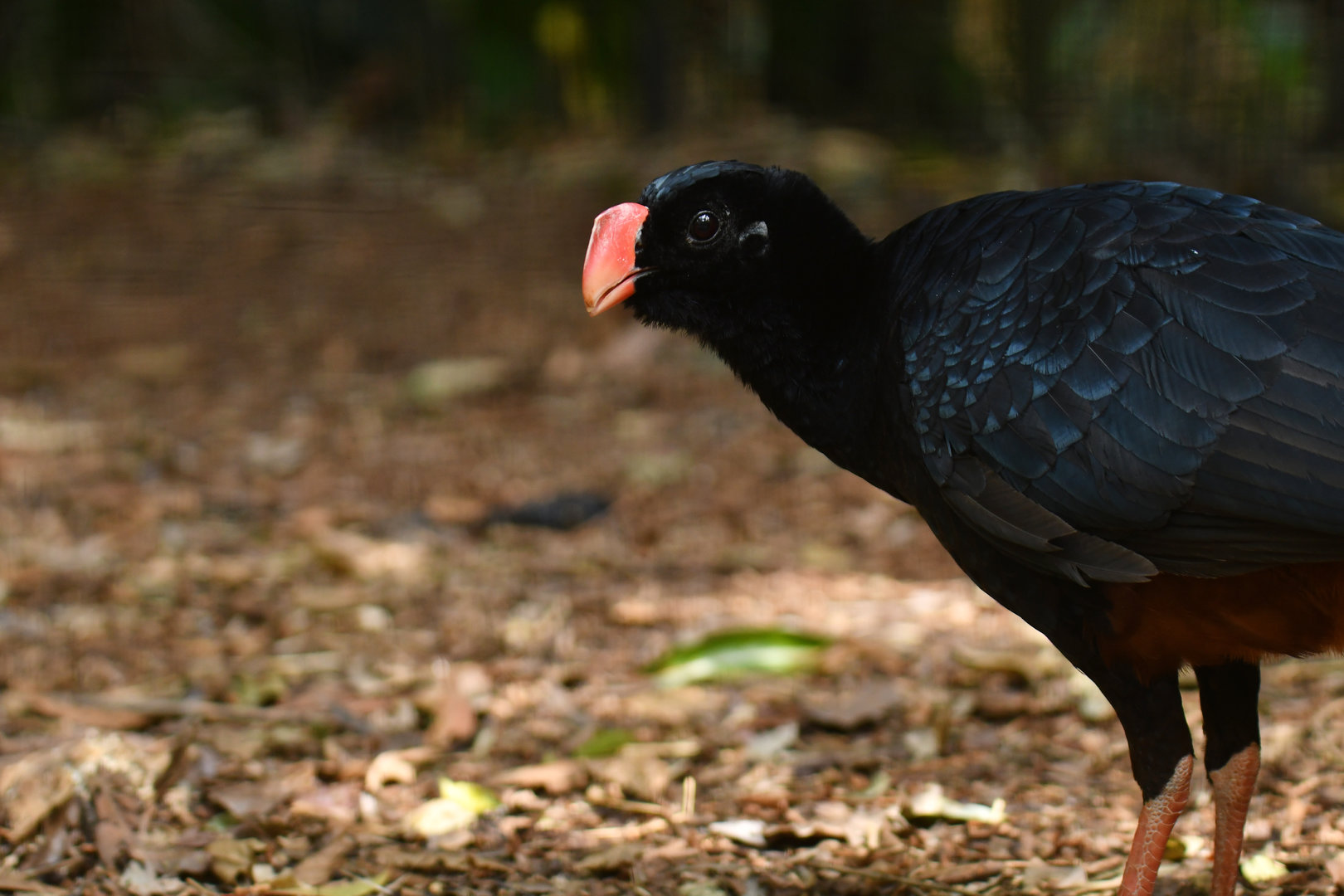 "Alagoas" Curassow Mitu mitu