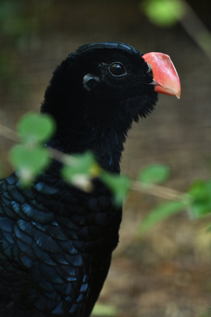 "Alagoas" Curassow Mitu mitu