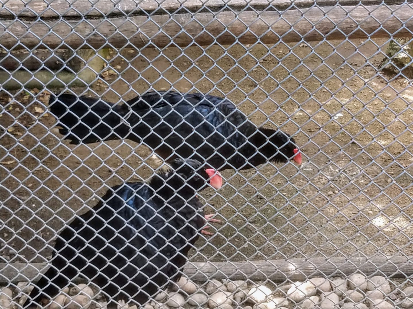 Alagoas curassow pair - Belo Horizonte zoo