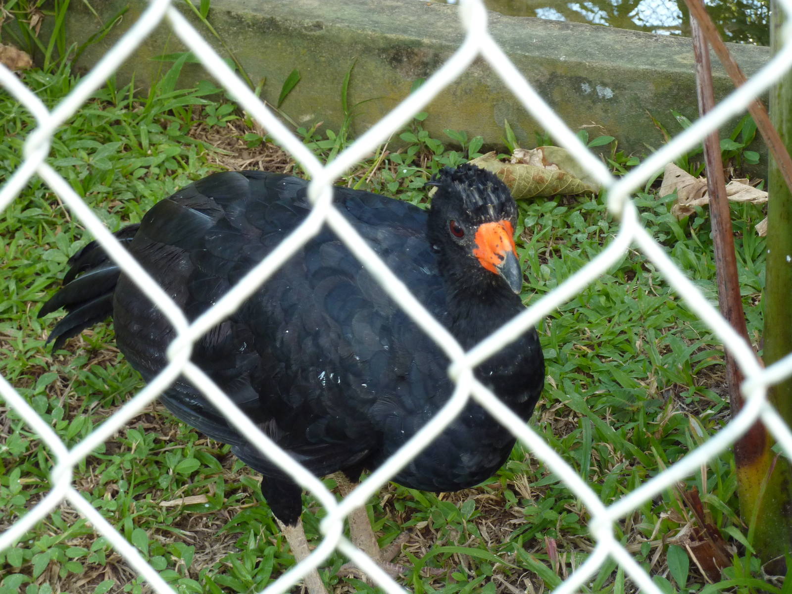 Alagoas curassow