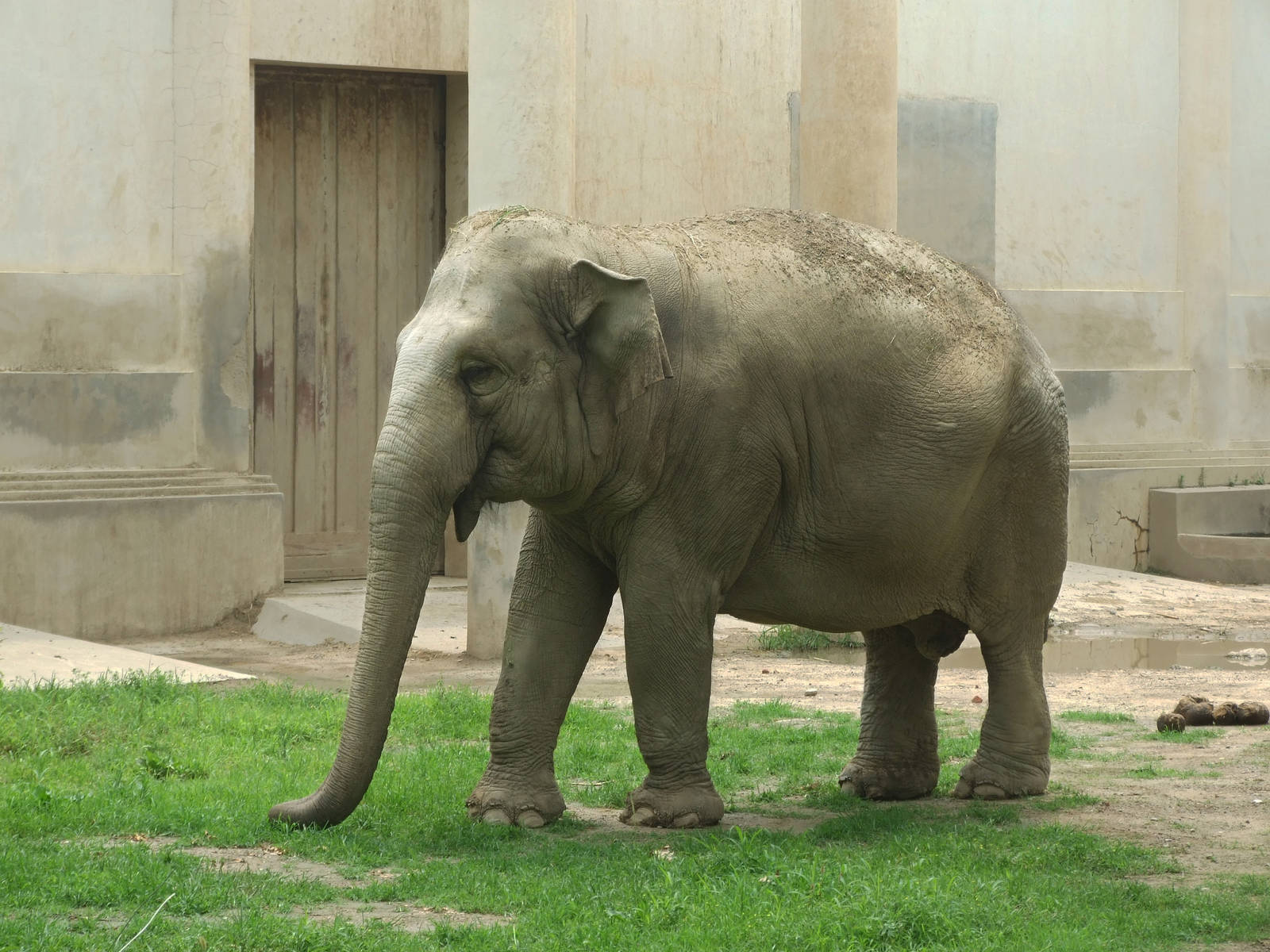 Alaleia, gift from Sri Lanka