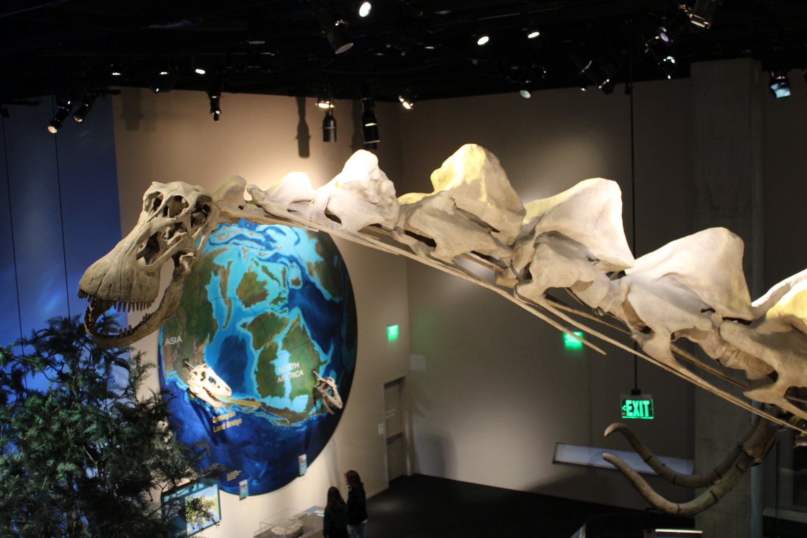 Alamosaurus from Rose Hall of Birds (Alamosaurus sanjuanensis)