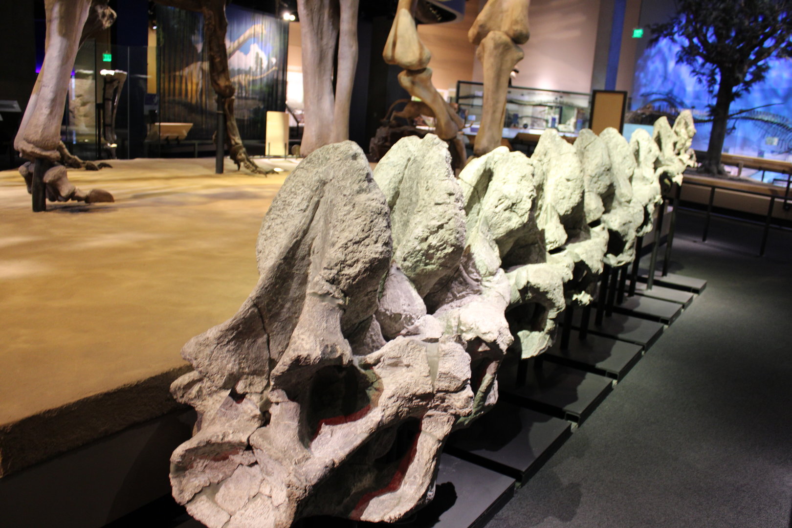 Alamosaurus Sanjuanensis Neck Vertebrae