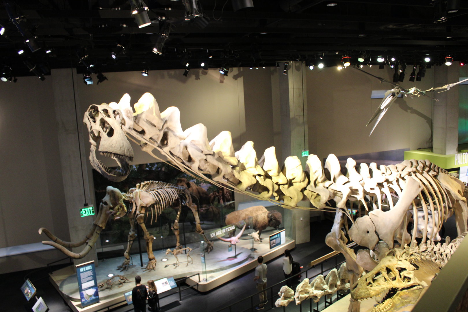 Alamosaurus Skeleton (A. sanjuanensis)
