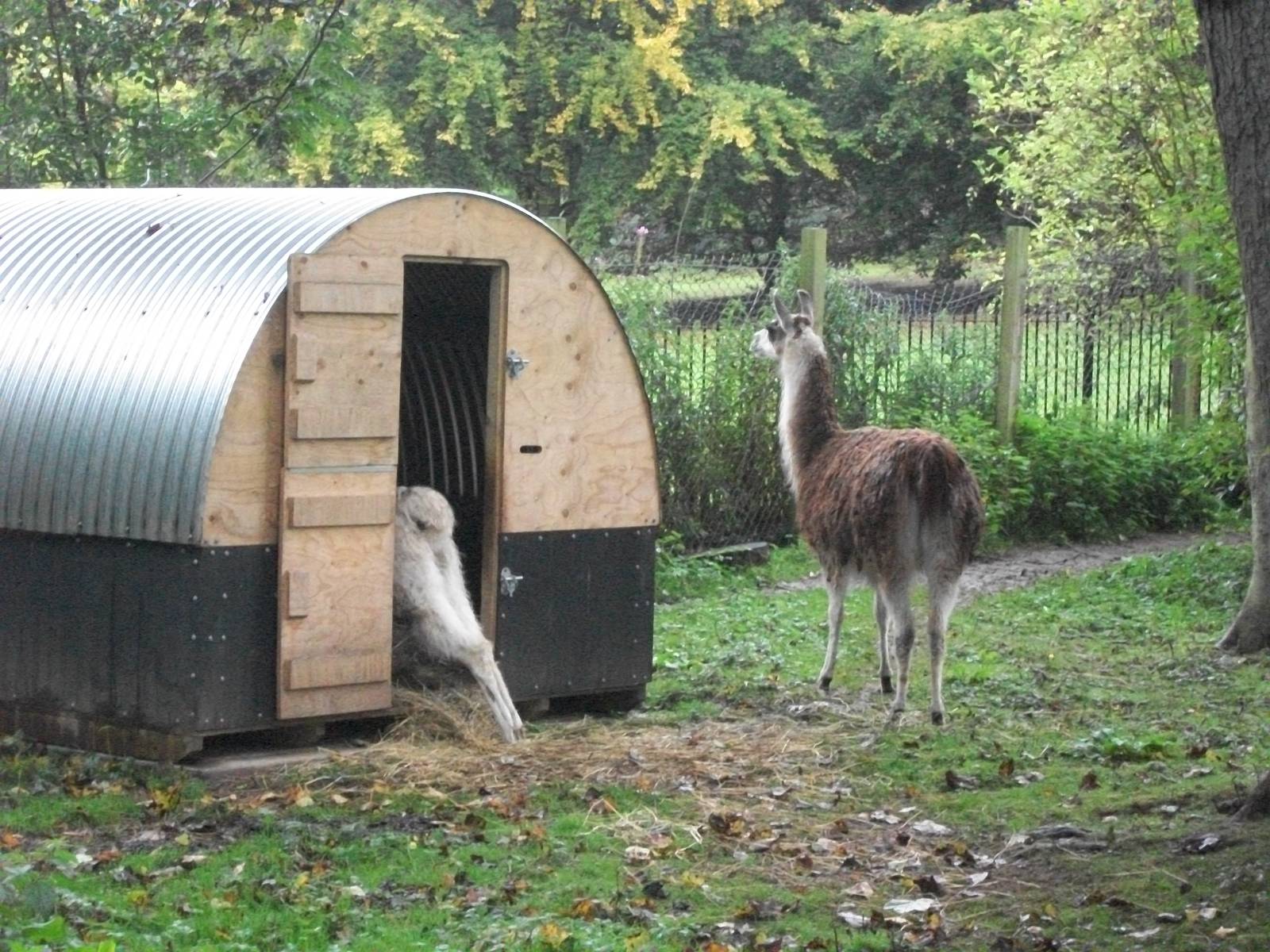 Alana at a stretch with Brenda keeping watch, 20th September 2014