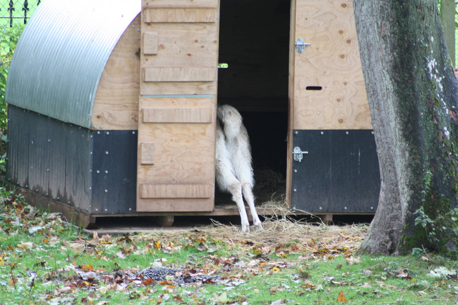 Alana still will not fully commit, 4th October 2014