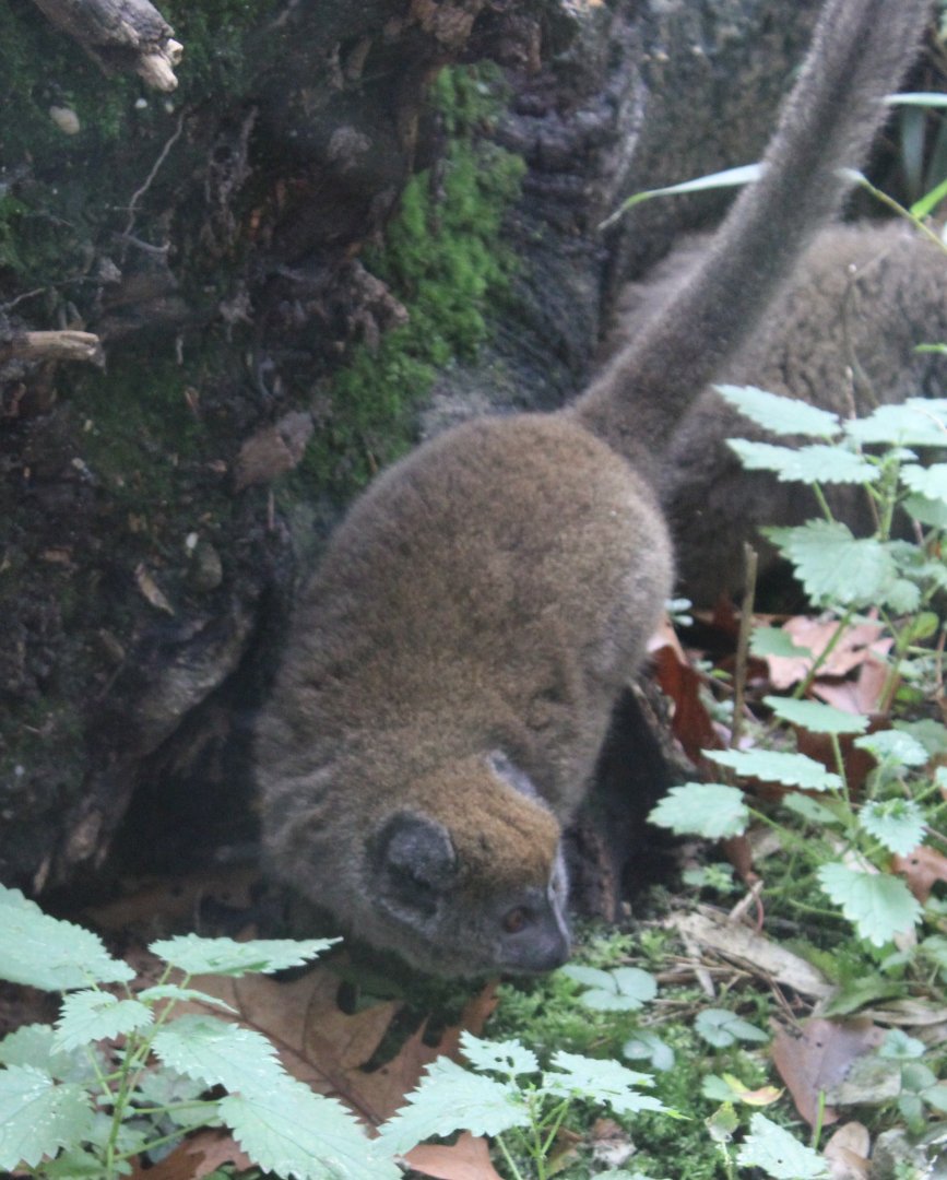Alaotra bamboo lemur - adult