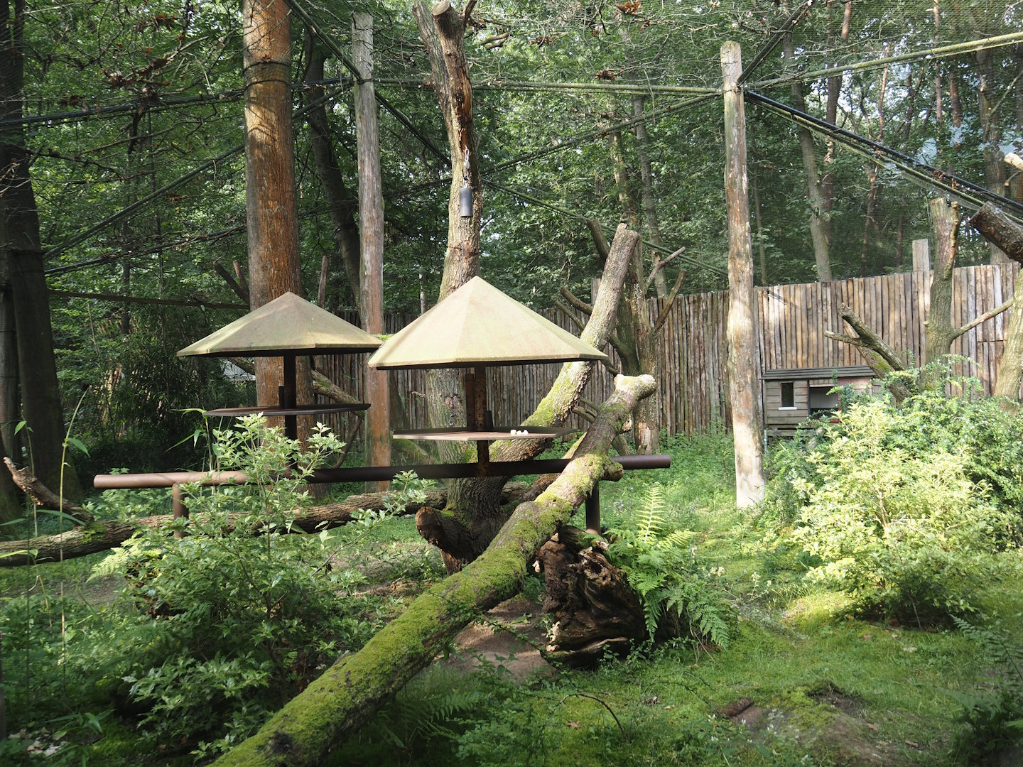 Alaotra bamboo lemur and Crowned sifaka exhibit, 2024-08-18