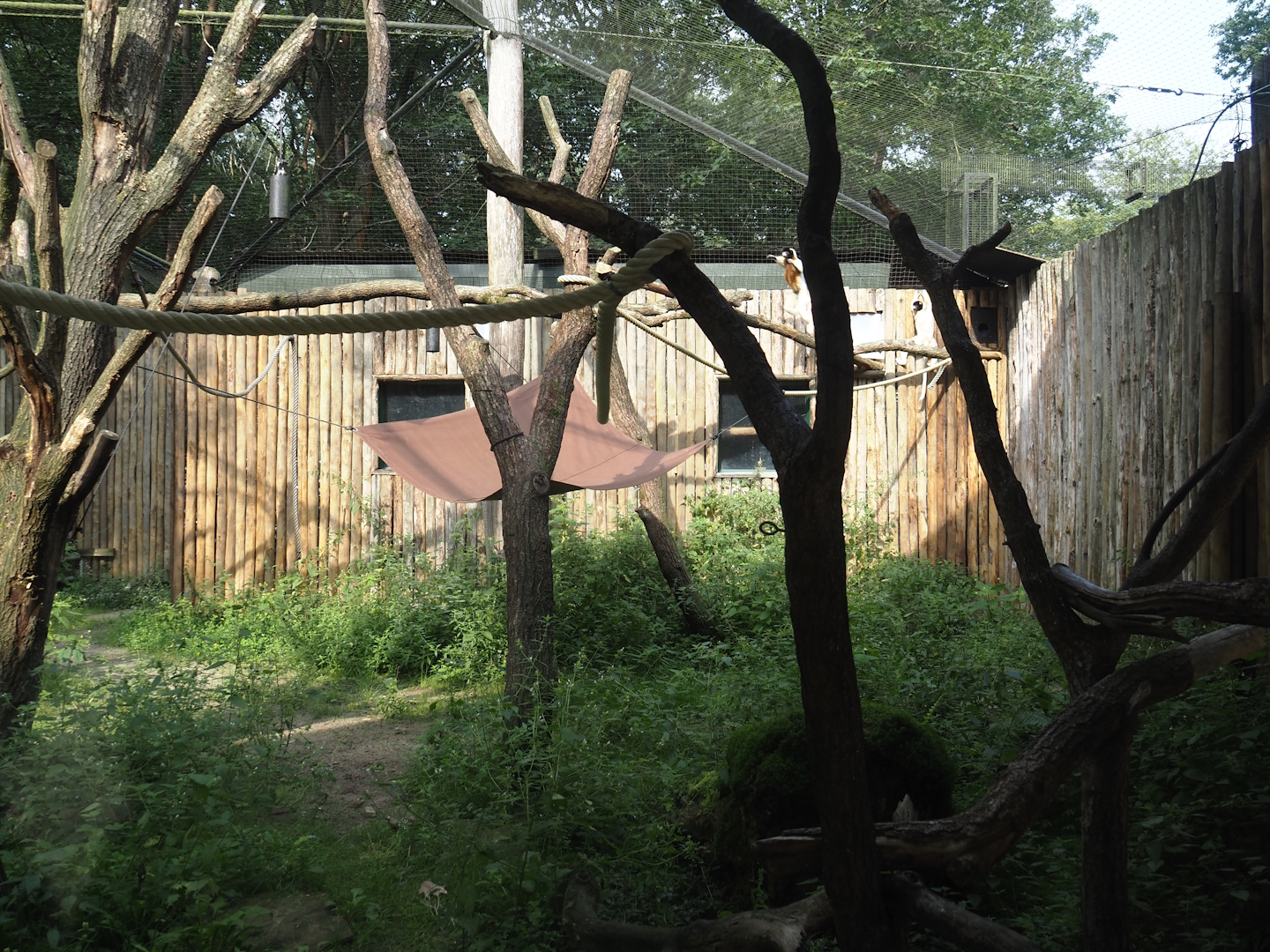 Alaotra bamboo lemur and Crowned sifaka exhibit, 2024-08-18