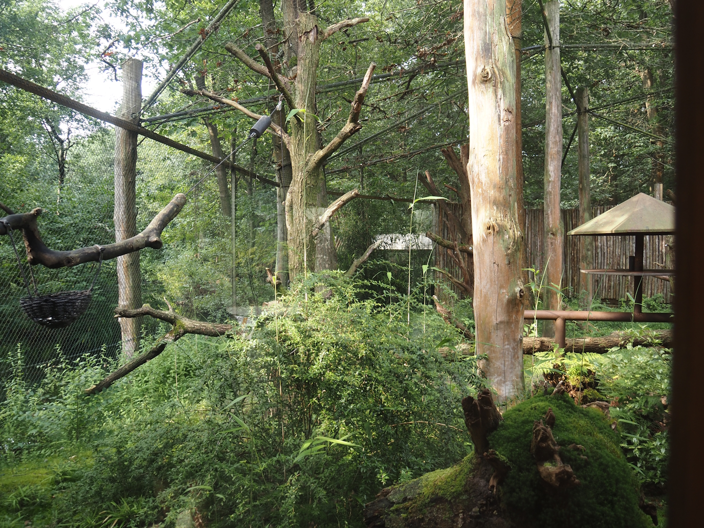 Alaotra bamboo lemur and Crowned sifaka exhibit, 2024-08-18