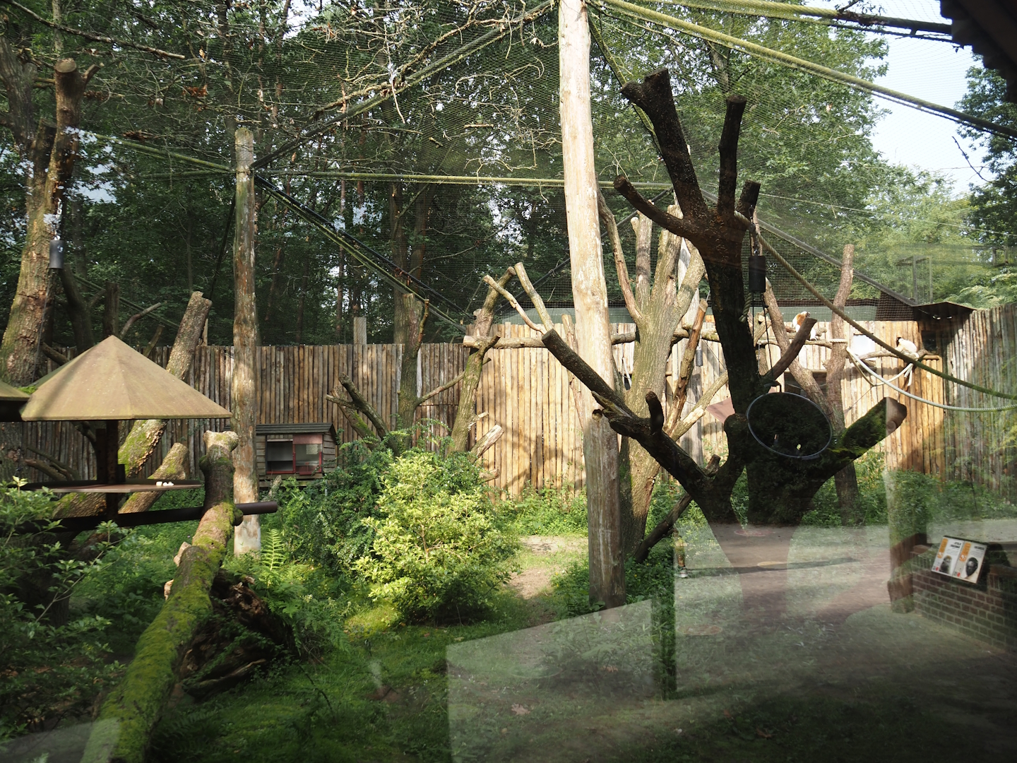 Alaotra bamboo lemur and Crowned sifaka exhibit, 2024-08-18