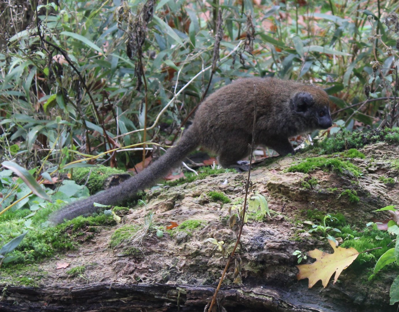 Alaotra bamboo lemur - juvenile