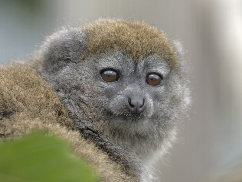 Alaotra bamboo lemur