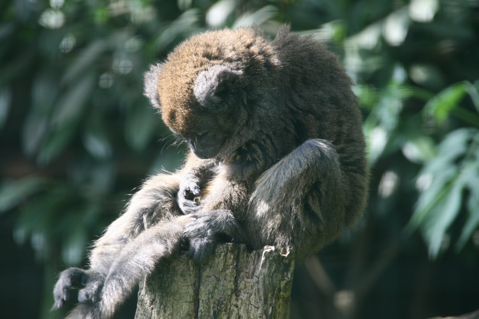 Alaotra bamboo lemur