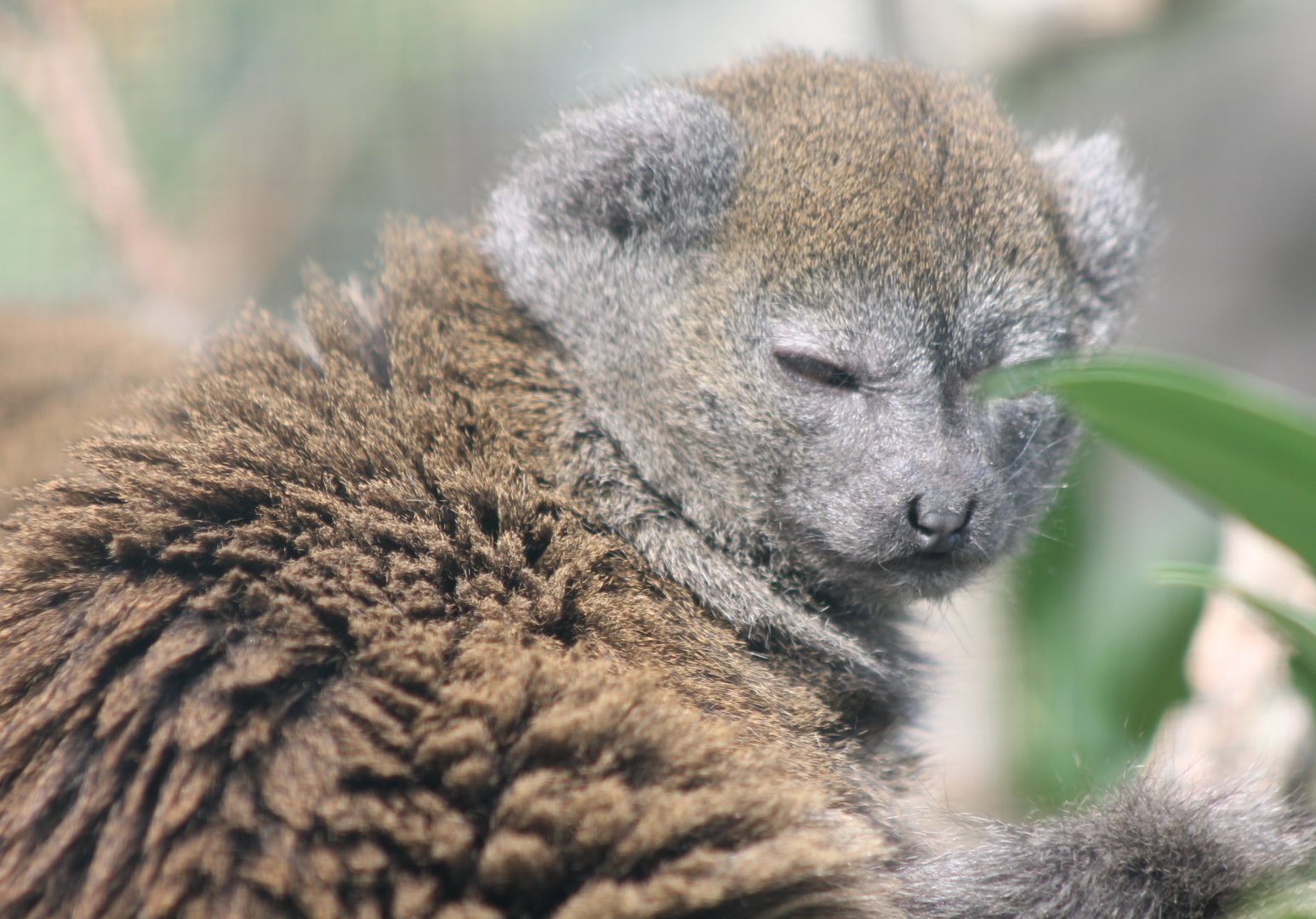 Alaotra gentle lemur