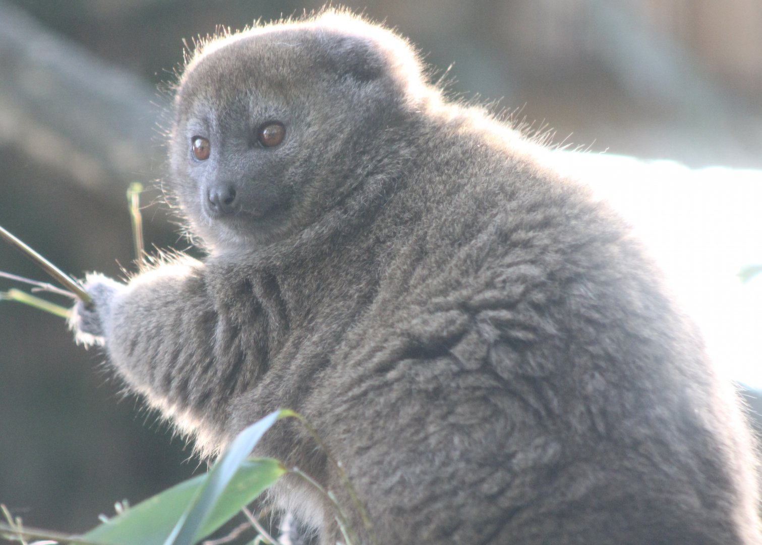 Alaotra gentle lemur