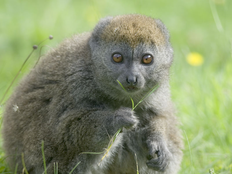 Alaotra Gentle Lemur