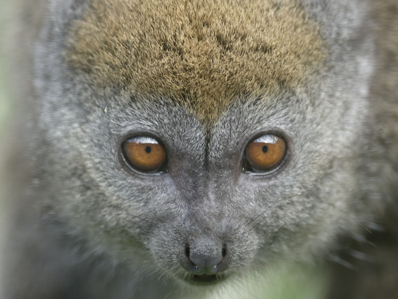 Alaotra Gentle Lemur