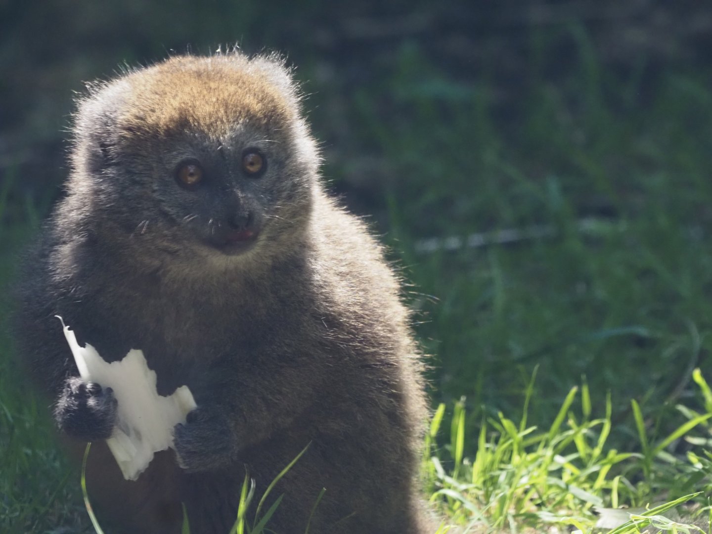 Alaotra Reed Lemur 2