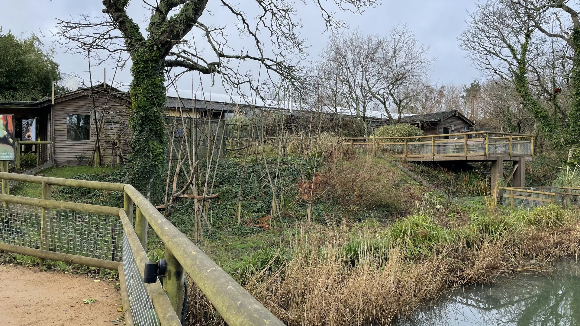 Alaotran bamboo lemur exhibit (1)