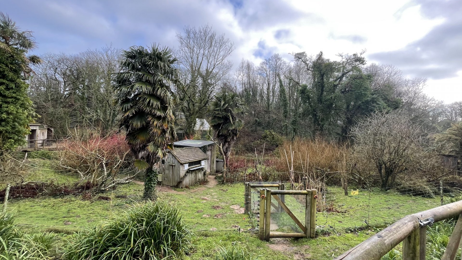 Alaotran bamboo lemur exhibit (2)