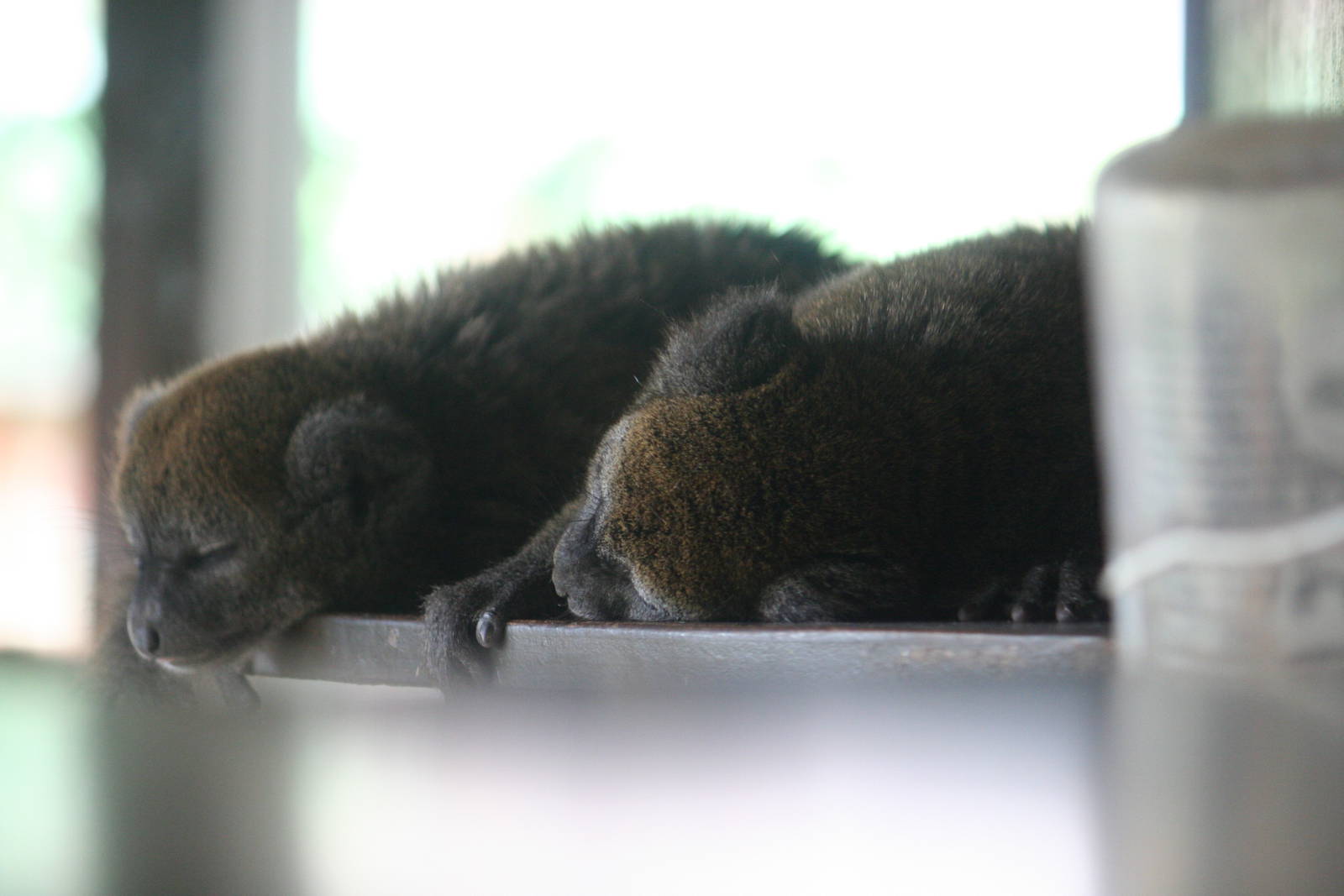 Alaotran bamboo lemur