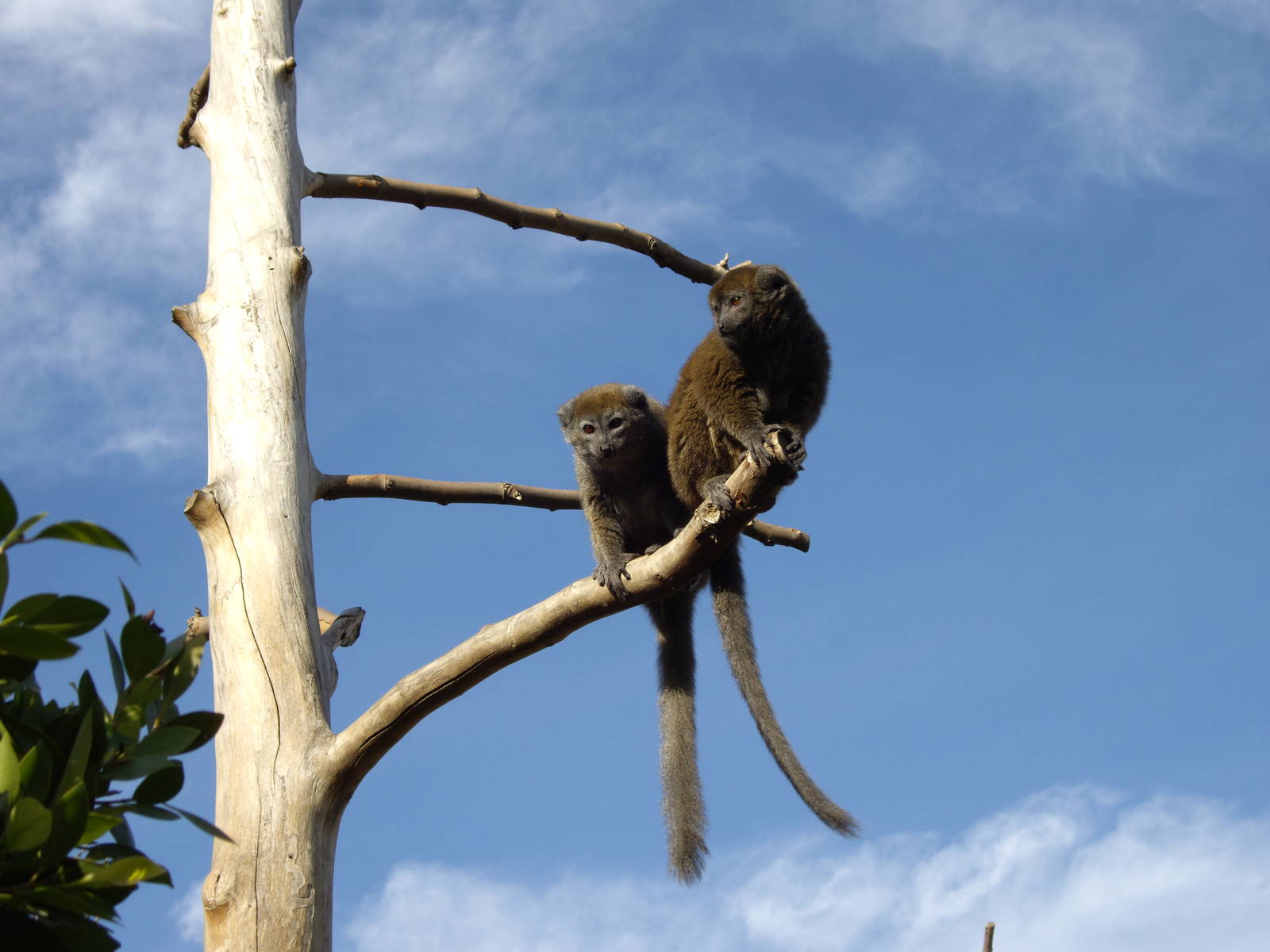 Alaotran bamboo lemur