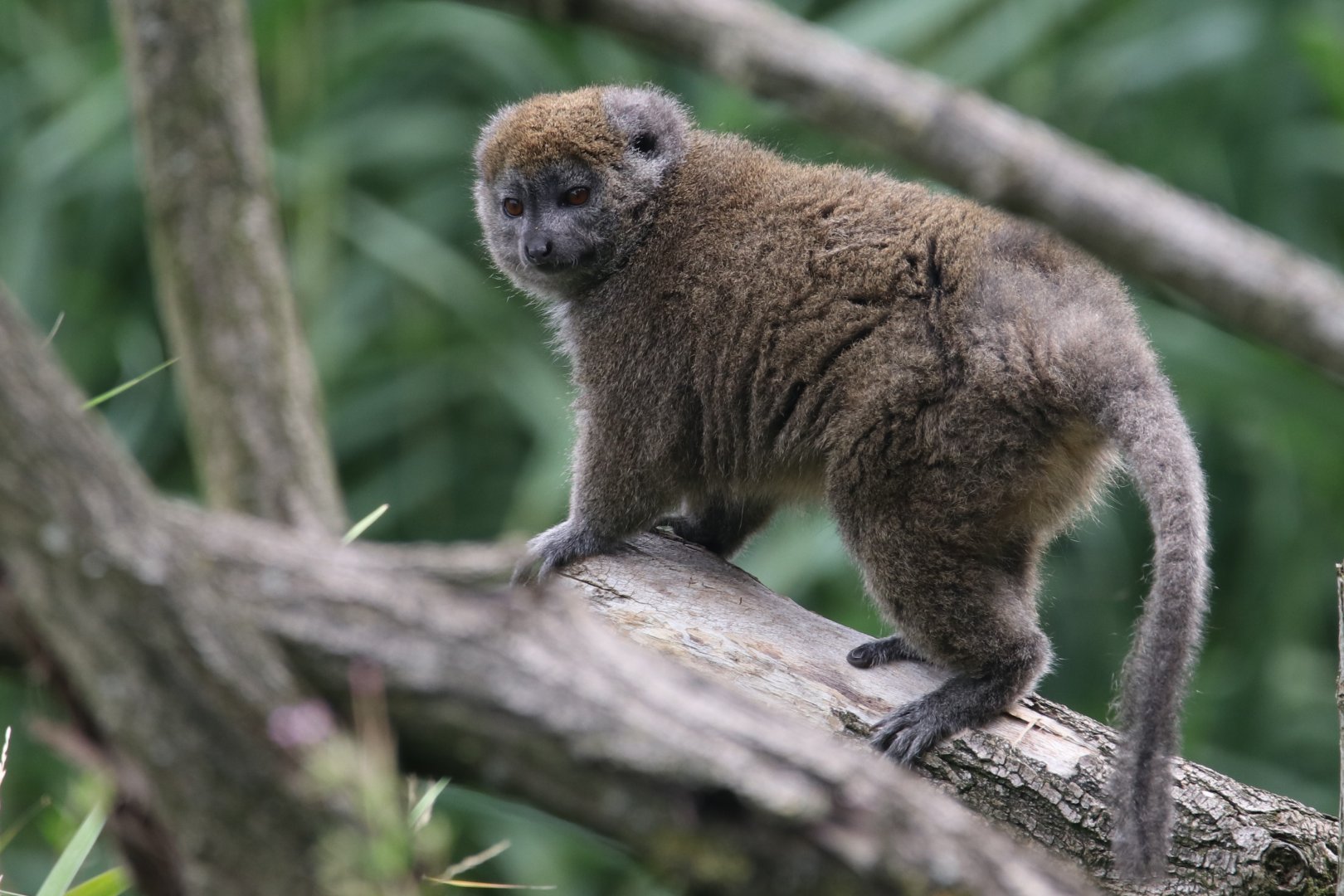 Alaotran bamboo lemur