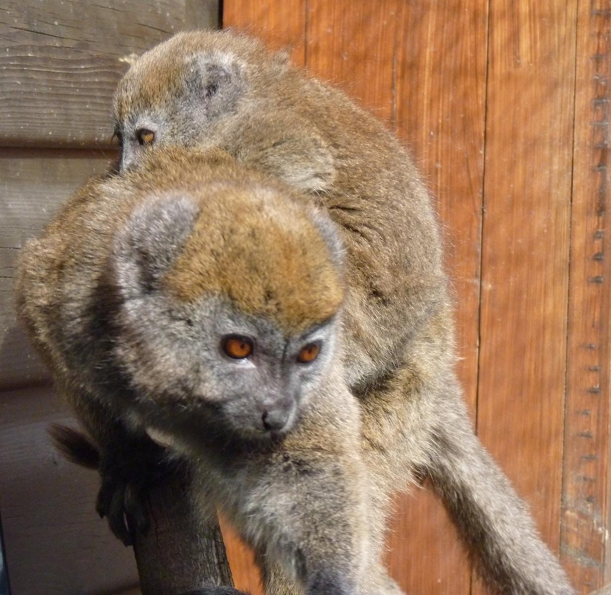 Alaotran Gentle Lemur and Baby